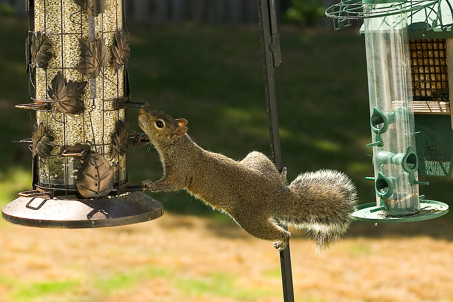 Call 804-292-0156 for Licensed Squirrel Removal and Control in Richmond Virginia
