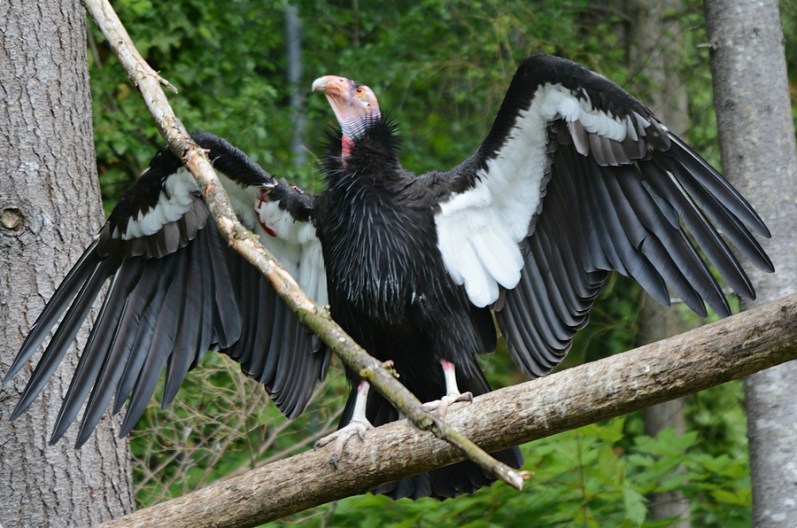 Closeup of a majestic California Condor at the Oregon Zoo in Portland.