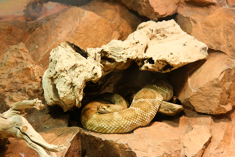 Call 804-292-0156 for Snake Removal Service in Richmond VA