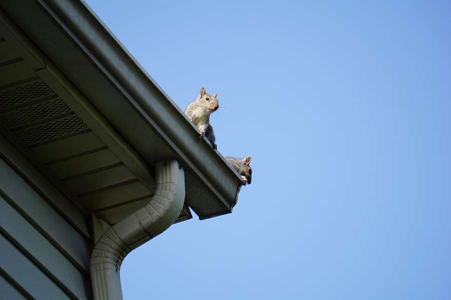 Call 804-292-0156 for Squirrel Removal in Richmond Virginia