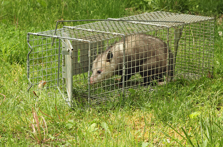 Call 804-292-0156 for Licensed Opossum Removal and Control in Richmond Virginia