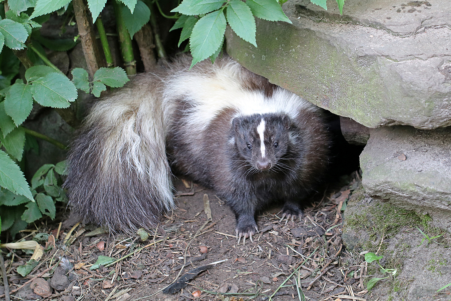 Call 804-292-0156 for Licensed Skunk Removal Service in Richmond Virginia